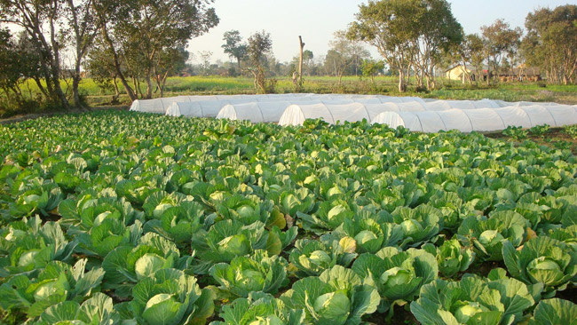 आठ महिनामा भारतबाट पौने ८ अर्बको तरकारी